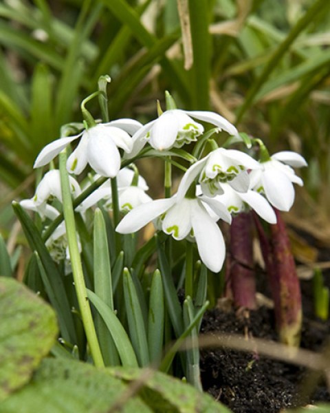 Galanthus flore pleno.jpg